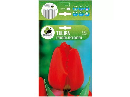 Tulipán Fringed Apeldoorn 5ks