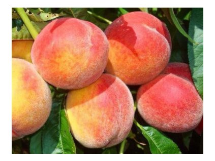 Broskyňa FLAMINGO neskorá podpník GF677