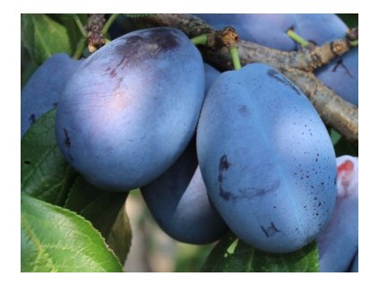 Slivka JOJO samoopelivá neskorá podp. myrobalán