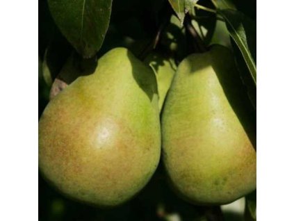 Hruška LUCASOVA zimná podpník semenáč