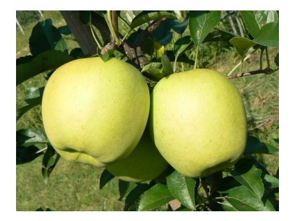 Jabloň GOLDEN DELICIUS zimná podpník M26