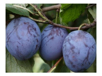 Slivka BYSTRICKÁ neskorá podpník myrobalán