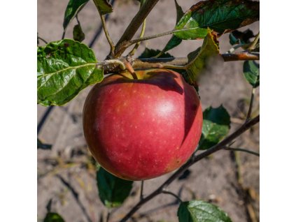 Jabloň NAJDARED zimná neskorá podpník MM111