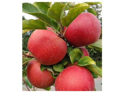 Jabloň ŠAMPIÓN zimná neskorá podpník MM106