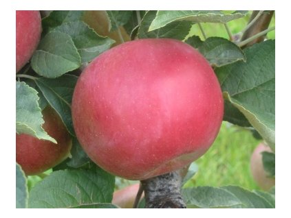 Jabloň IDARED zimná podpník M26