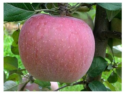 Jabloň FUJI zimná veľmi neskorá podpník MM106