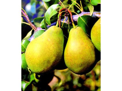 Hruška BOHEMICA zimná neskorá podpník dula