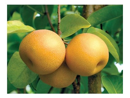 Hruška Ázijská HOSUI letná podpník dula