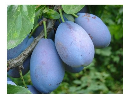 Slivka STANLEY samoopelivá neskorá podpník myrobalán