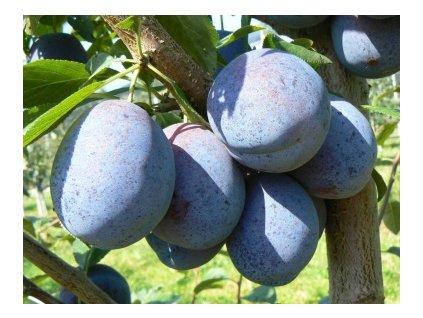 Slivka TOP TASTE samoopelivá neskorá podpník myrobalán