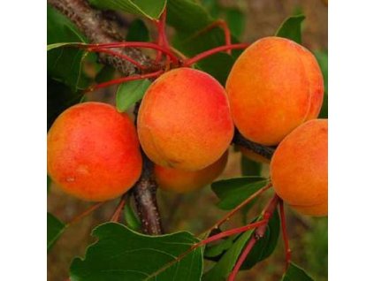 Marhuľa VEĽKOPAVLOVICKÁ stredneskorá p. st. Julien