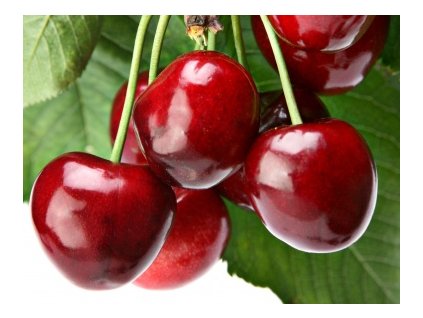 Čerešňa REGINA cudzoopelivá neskorá podpník Colt