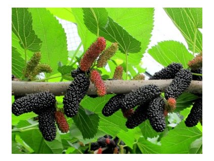 Moruša GERARDIS DWARF čierna kontajner 9cm