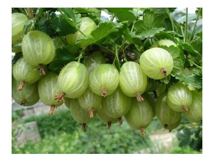 Egreš strom INVICTA stredneskorá