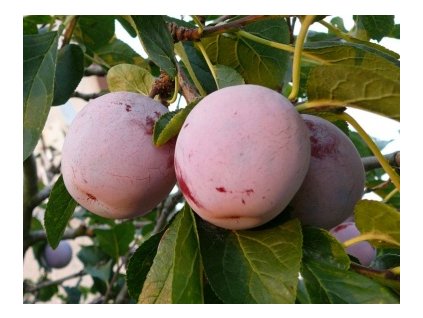 Ringlóta ALTHANOVA stredneskorá podpník myrobalán