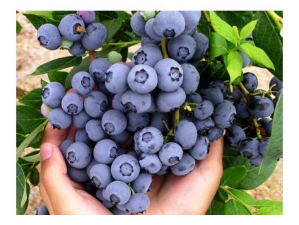 Čučoriedka kanadská HANNAH´s CHOICE skorá K11cm