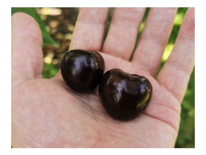 Čerešňa STACCATO samoopelivá neskorá podpník Colt