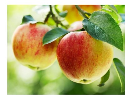 Jabloň COXOVA RENETA zimná skorá podpník M26