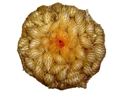 Cibuľa sadzačka biela SNOW BALL 7-14mm 250g