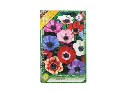 Anemone de Caen mix 10ks