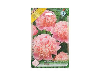 Paeonia sinensis pink 1ks