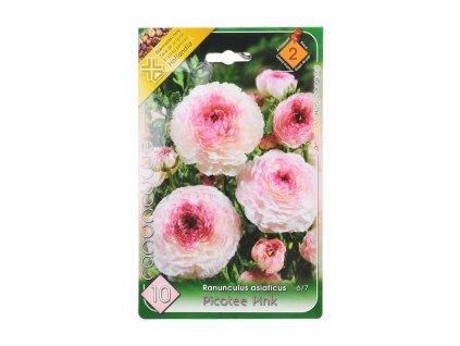 Ranunculus Picotee Pink 10ks