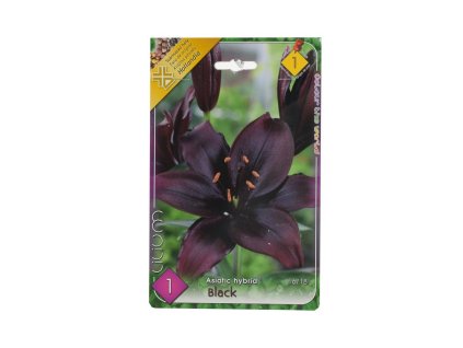 Lilium Asiatic hybrid black 1ks