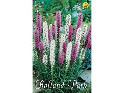 Liatris mix 10ks
