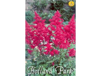 Astilbe red 1ks