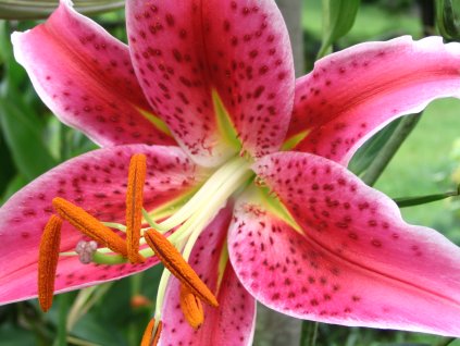 Lilium oriental hybrid Star Gazer 1ks