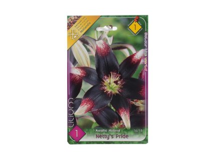 Lilium asiatic hybrid netty´s pride 1ks