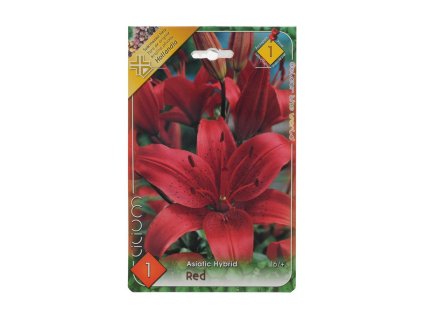 Lilium asiatic hybrid red 1ks