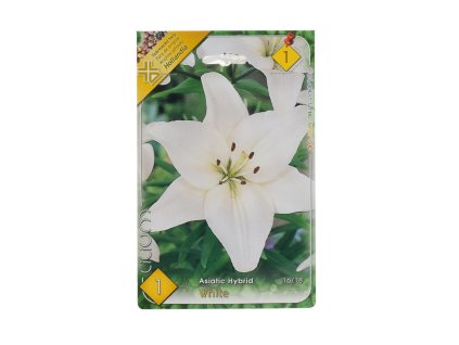 Lilium asiatic hybrid white 1ks