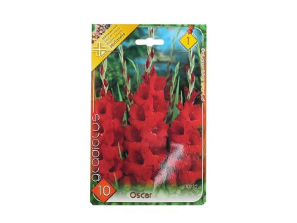 Gladiolus Oscar 10ks