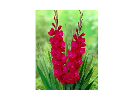 Gladiolus Plum tart 10ks