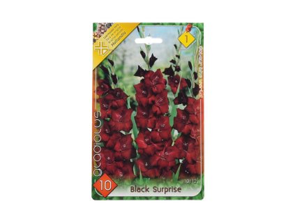 Gladiolus Black Surprise 10ks