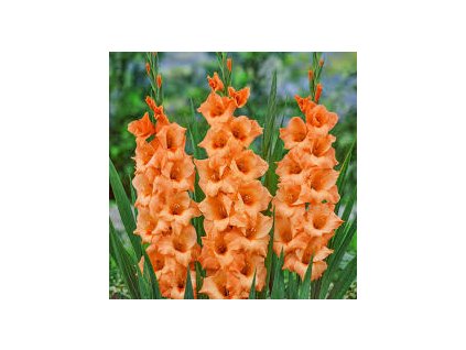 Gladiolus Peter Pears 10ks