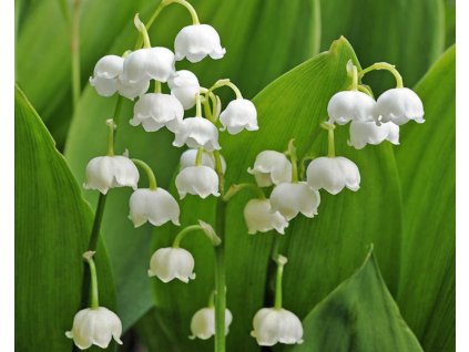 Convallaria majalis 5ks