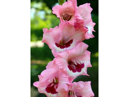 Gladiolus Wine and roses 10ks