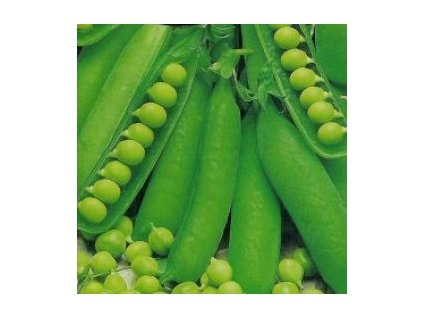 Hrach Gloriosa veľmi skorý 250g