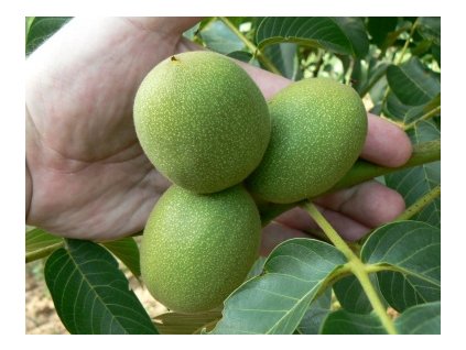 Orech kráľovský CHANDLER