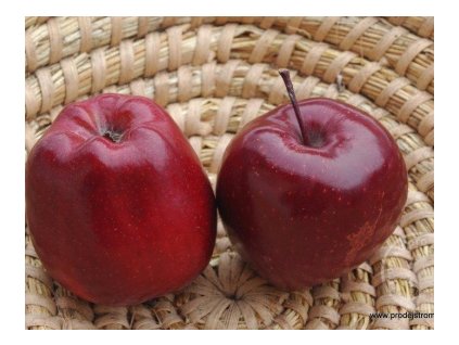 Jabloň RED CAP zimná podpník M26