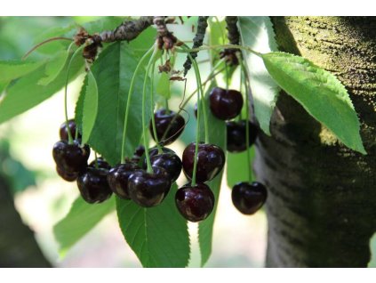 Višňa MORELLA NESKORÁ podpník mahalebka