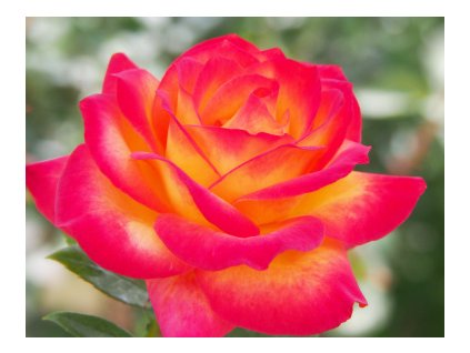 Ruža kríčková ALINKA