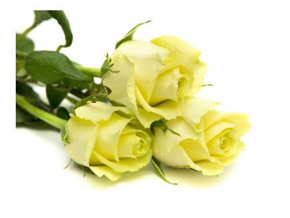 Ruža kríčková CASANOVA