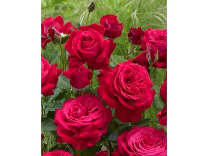 Ruža kríčková DAME DE COUR