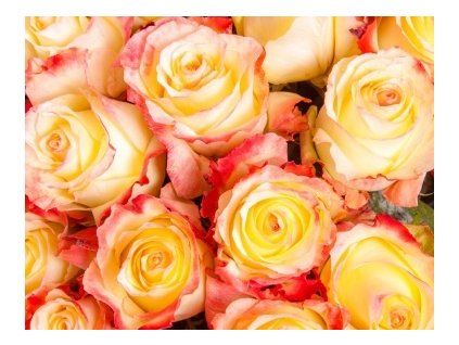 Ruža kríčková DOUBLE PARFUM