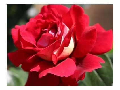 Ruža kríčková KRONENBURG