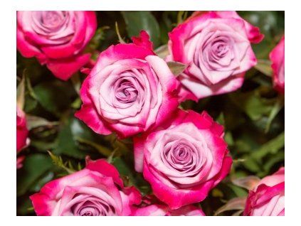 Ruža kríčková PASSION