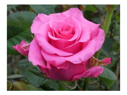 Ruža popínavá BALLET